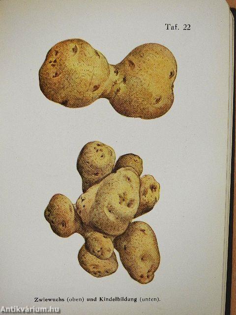 Taschenatlas der Kartoffelkrankheiten