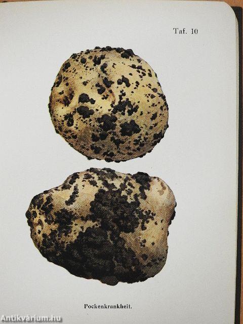 Taschenatlas der Kartoffelkrankheiten