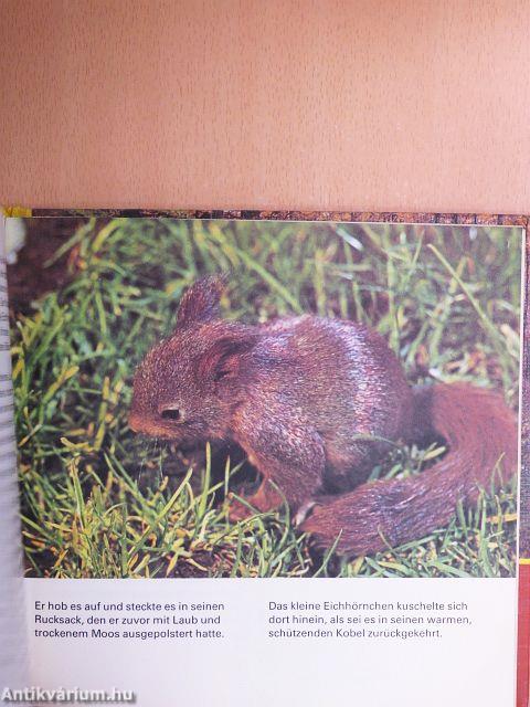 Eichhörnchen Buschi