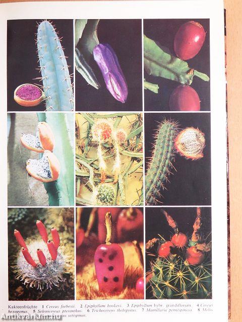 Kakteen von A bis Z