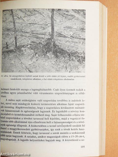 Bogyósgyümölcsűek