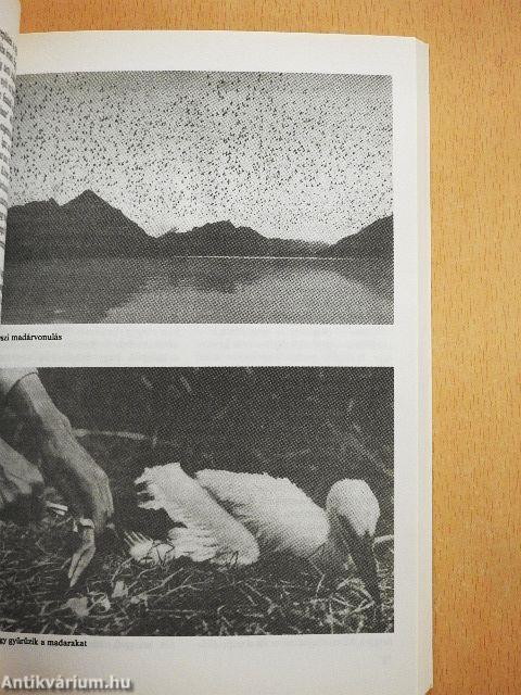 Érdekes állatvilág