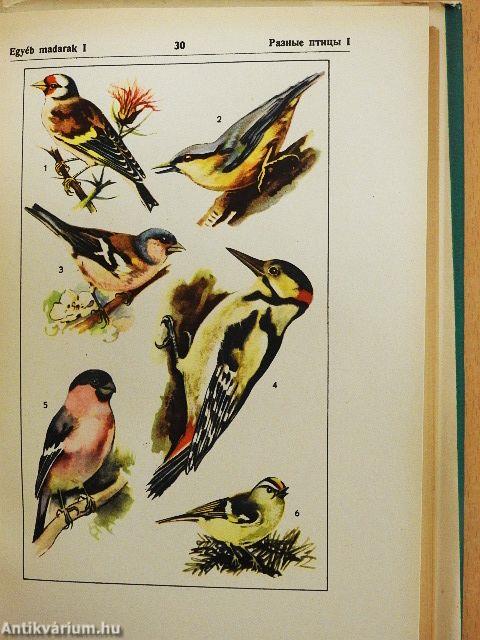 Magyar-orosz szemléltető szótár