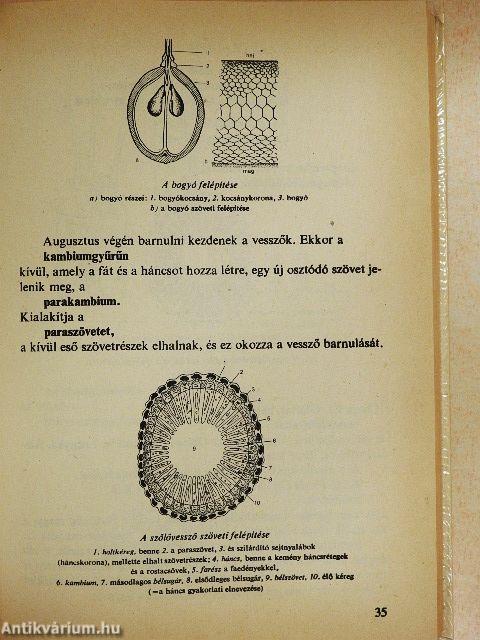 Tavasztól tavaszig a szőlőben