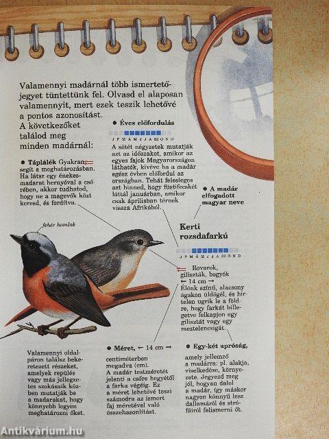 Erdei és kerti madarak