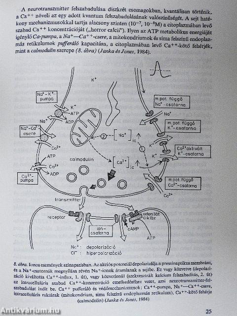 A pszichiátria biológiai alapjai