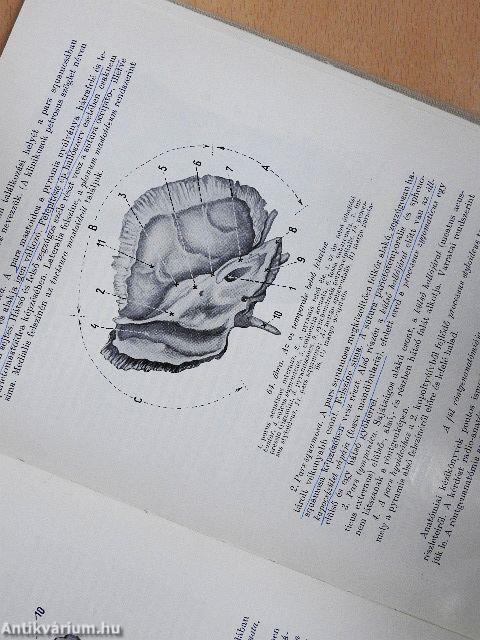Orr-, fül-, gégészeti röntgendiagnosztika 