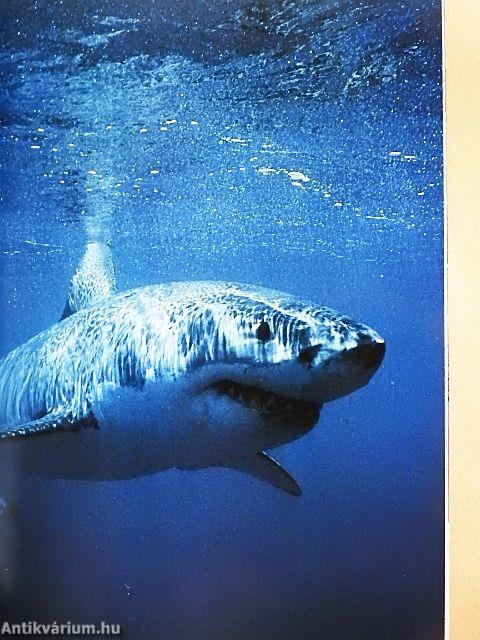 National Geographic August 1981