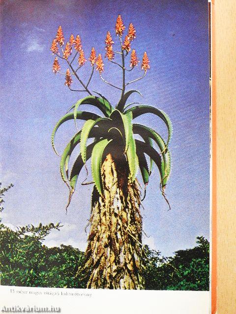 Tűzistennő Hawaiiban egykor és most