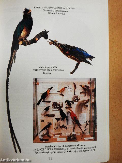 Molnár Lajos madárgyűjteménye