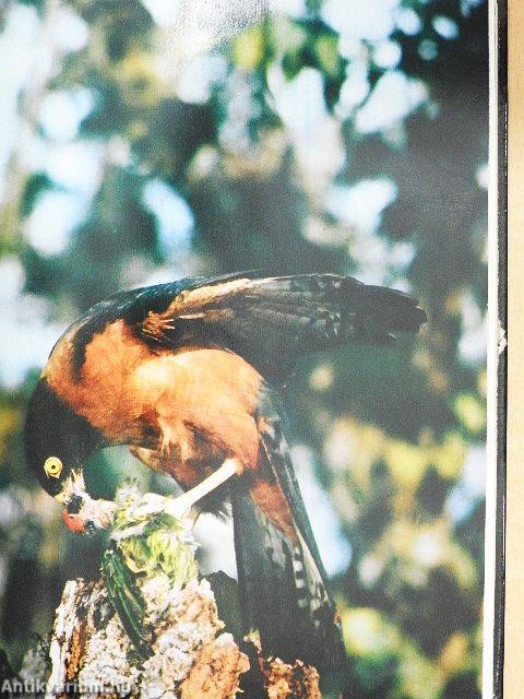 Ausztrália különös állatai