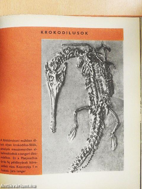 Az élet fejlődése képekben