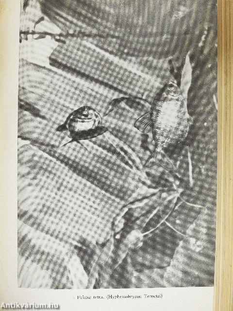 Kalandok a brazíliai őserdőben