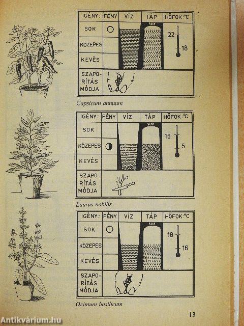 Válaszok szobanövény-kedvelők kérdéseire