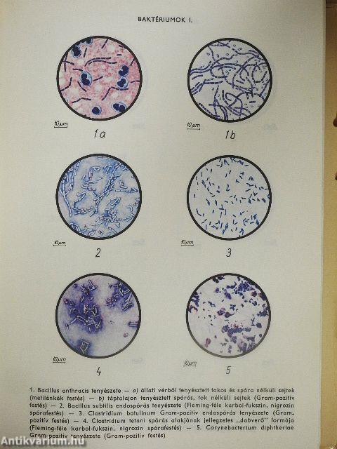 Biológiai lexikon 1-4.