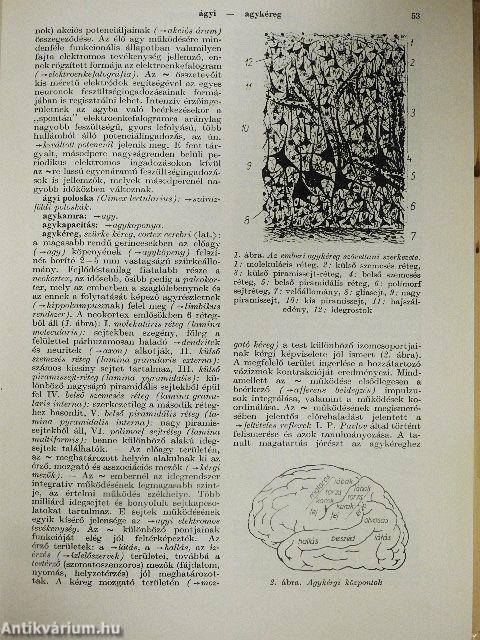 Biológiai lexikon 1-4.