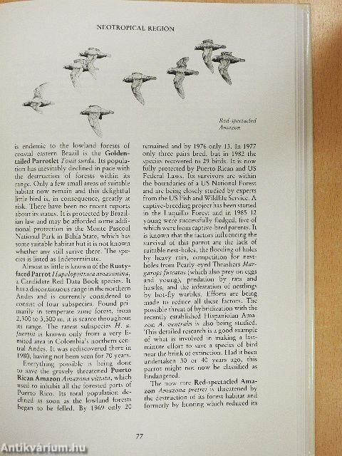 Rare Birds of the World