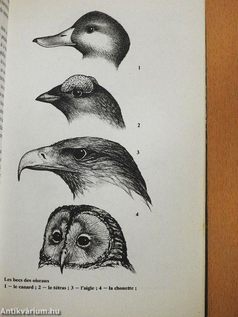 Petite Encyclopédie des Oiseaux