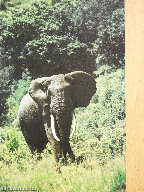 Guide Chasse et Tourisme en République Centrafricaine