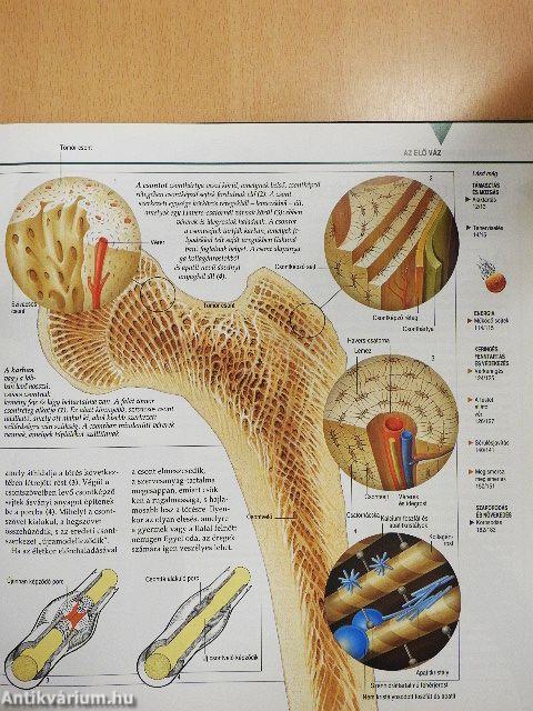 Megmagyarázzuk az emberi testet