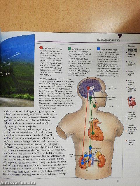 Megmagyarázzuk az emberi testet