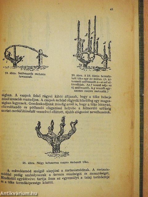 Szőlőművelési rádiótanfolyam