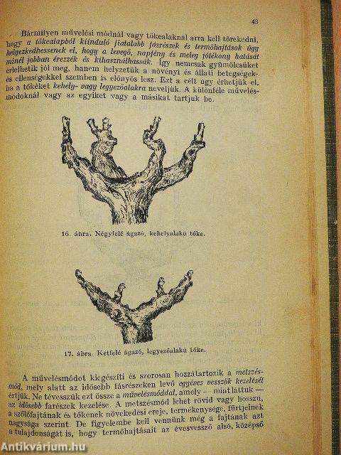 Szőlőművelési rádiótanfolyam