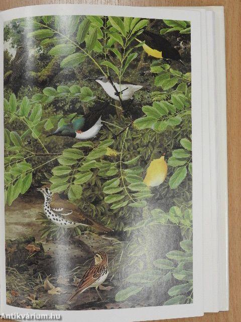 Rare Birds of the World