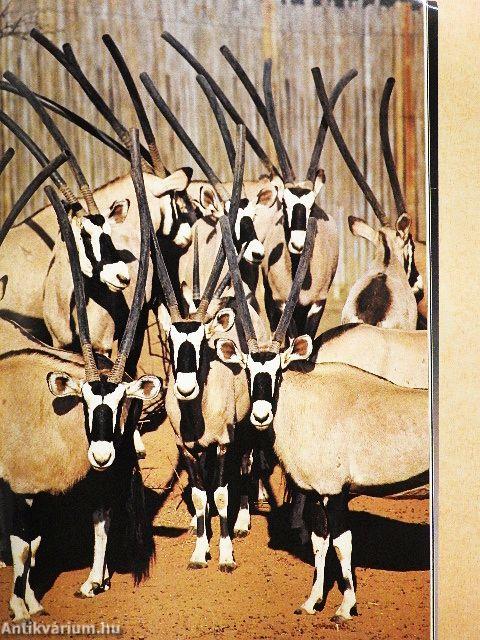 National Geographic June 1982