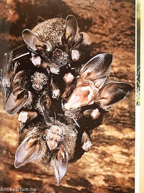 National Geographic January 1982