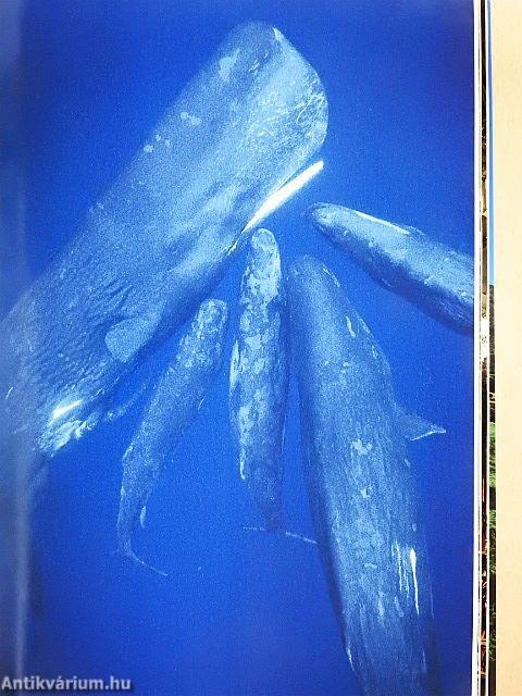 National Geographic November 1995