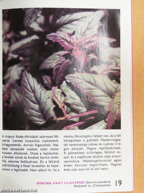 A lakás, a télikert és az üvegház növényeiről