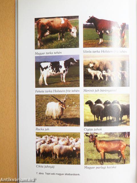 Étrendi kalcium és humánegészség