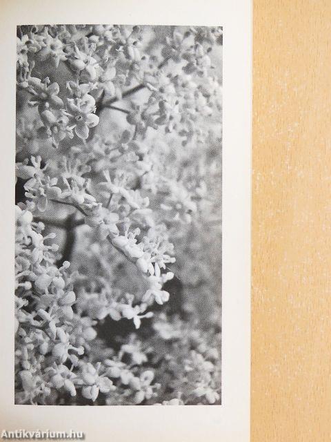 Paleolit napról-napra