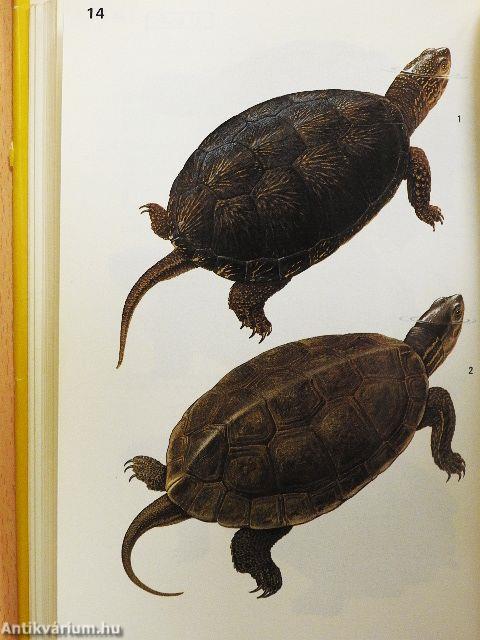 Pareys Reptilien- und Amphibienführer Europas