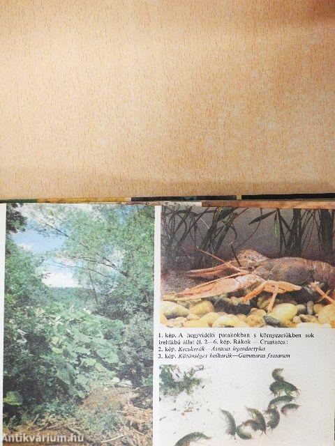 Kis állathatározó