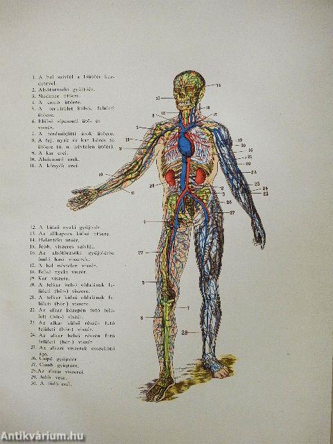 A Család egészsége (rossz állapotú)