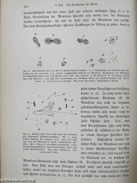 Wissenschaftlichen Grundlagen der Weinbereitung und Kellerwirtschaft (gótbetűs)