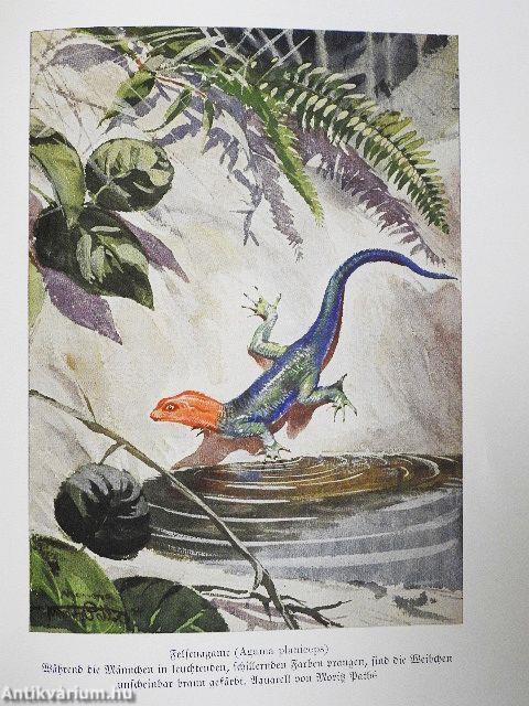 Das Reich der Tiere I-III./Tiere der Vorzeit (gótbetűs)