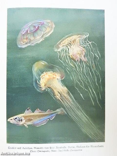 Das Reich der Tiere I-III./Tiere der Vorzeit (gótbetűs)