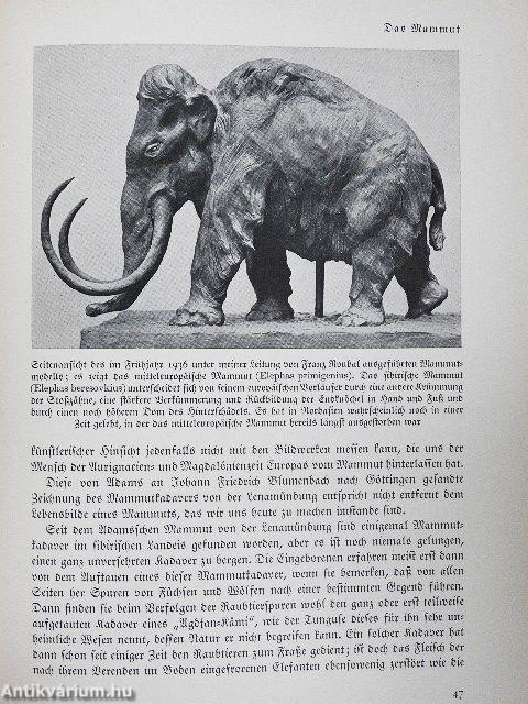 Das Reich der Tiere I-III./Tiere der Vorzeit (gótbetűs)