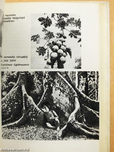 Az őrjöngő Ucayali