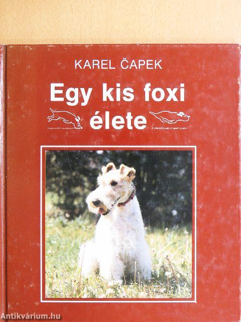 Egy kis foxi élete