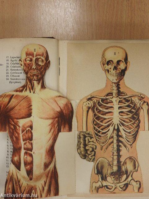 A Család egészsége (rossz állapotú)