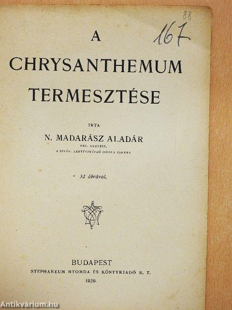 A chrysanthemum termesztése