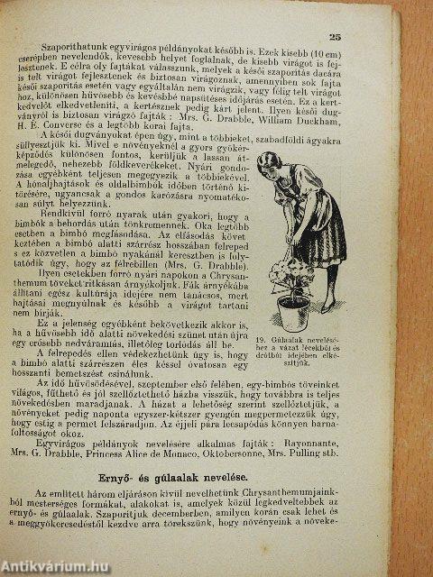 A chrysanthemum termesztése