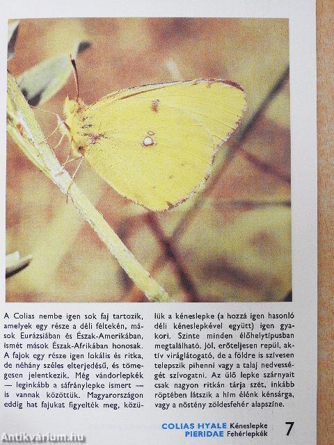 A nappali lepkékről