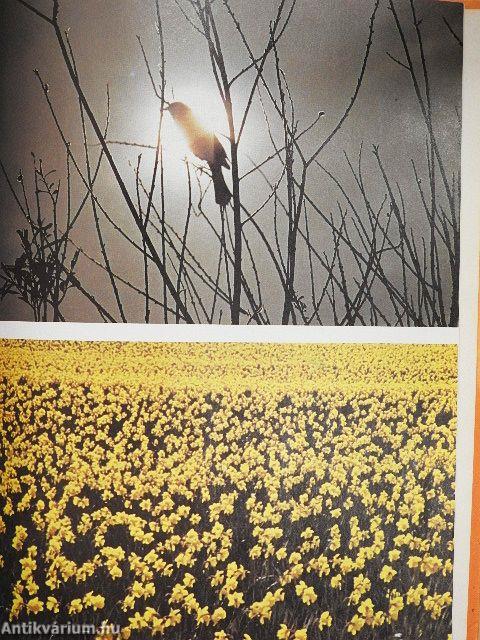 Silver Burdett Music