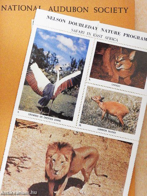 Safari in East Africa