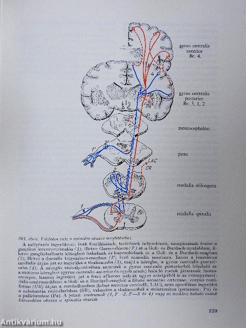 A klinikai neurológia alapjai